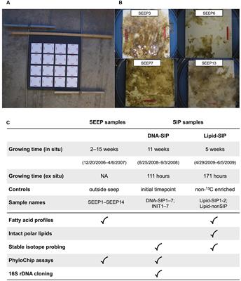 Methane-Oxidizing Bacteria Shunt Carbon to Microbial Mats at a Marine Hydrocarbon Seep